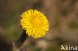 Coltsfoot (Tussilago farfara)