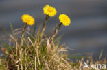 Coltsfoot (Tussilago farfara)