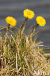 Klein hoefblad (Tussilago farfara)