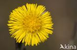 Klein hoefblad (Tussilago farfara)