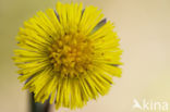 Coltsfoot (Tussilago farfara)