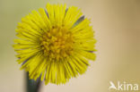 Klein hoefblad (Tussilago farfara)