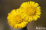 Klein hoefblad (Tussilago farfara)