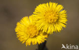 Coltsfoot (Tussilago farfara)