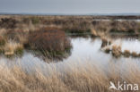 Bog myrtle (Myrica gale)