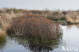 Bog myrtle (Myrica gale)