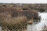 Bog myrtle (Myrica gale)