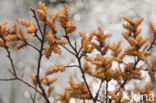 Gagel (Myrica gale)