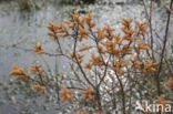 Bog myrtle (Myrica gale)