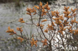 Bog myrtle (Myrica gale)