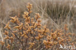 Bog myrtle (Myrica gale)