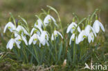 Sneeuwklokje (Galanthus spec.)