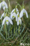 Snowdrop (Galanthus spec.)