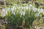 Snowdrop (Galanthus spec.)