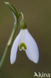 Sneeuwklokje (Galanthus spec.)