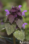 Paarse dovenetel s.s. (Lamium purpureum)