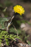 Klein hoefblad (Tussilago farfara)