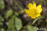 Lesser Celandine (Ranunculus ficaria)