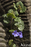 Ground Ivy (Glechoma hederacea)