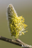 Wilg (Salix)