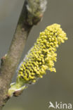 Willow (Salix)