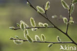 Willow (Salix)