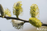 Willow (Salix)