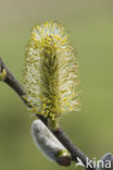 Willow (Salix)