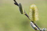 Willow (Salix)