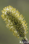 Willow (Salix)