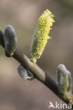 Wilg (Salix)