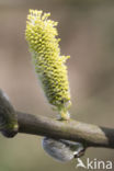 Willow (Salix)