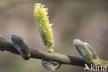 Wilg (Salix)