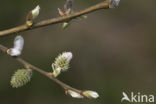 Willow (Salix)