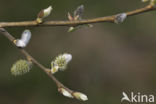 Willow (Salix)