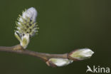 Willow (Salix)