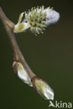 Willow (Salix)