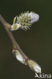 Wilg (Salix)