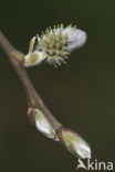 Willow (Salix)