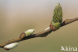 Willow (Salix)