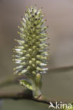 Willow (Salix)