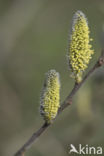 Willow (Salix)