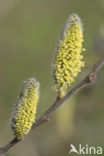 Willow (Salix)