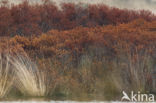 Gagel (Myrica gale)