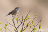 Blauwborst (Luscinia svecica)