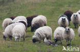 Schoonebeeker schaap (Ovis domesticus)