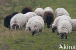 Schoonebeeker schaap (Ovis domesticus)