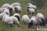 Schoonebeeker schaap (Ovis domesticus)