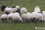 Schoonebeeker schaap (Ovis domesticus)