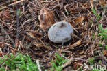 Geastrum pectinatum